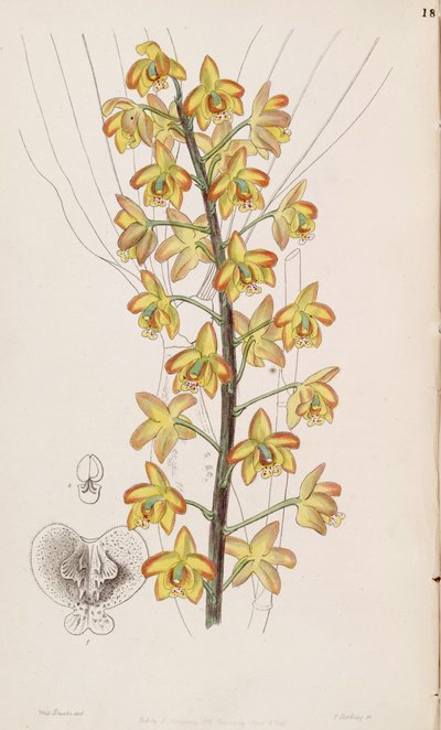 Eriopsis biloba da Miss Drake